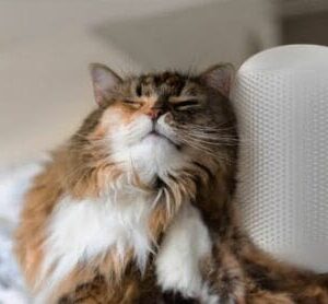 GROOMATIC Automatic Cat Brush